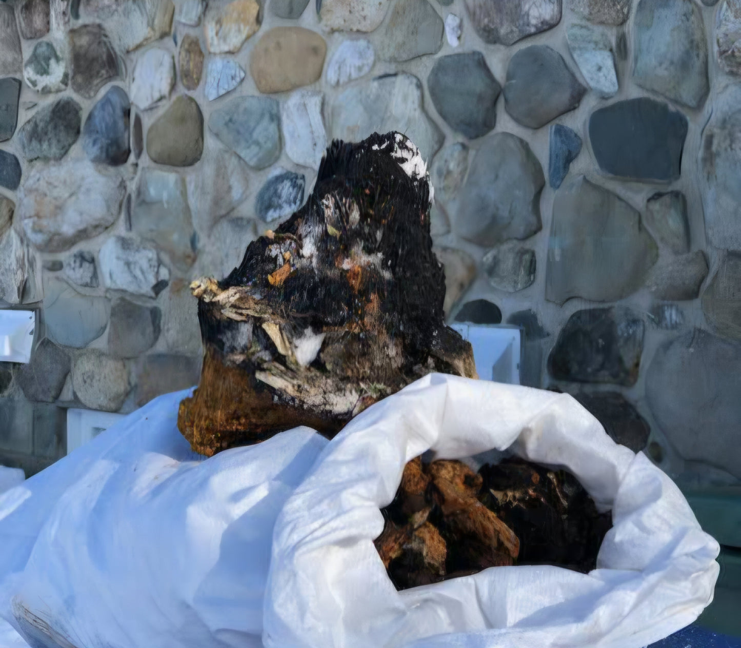 Chaga Sauvage Boréal morceaux 50 g