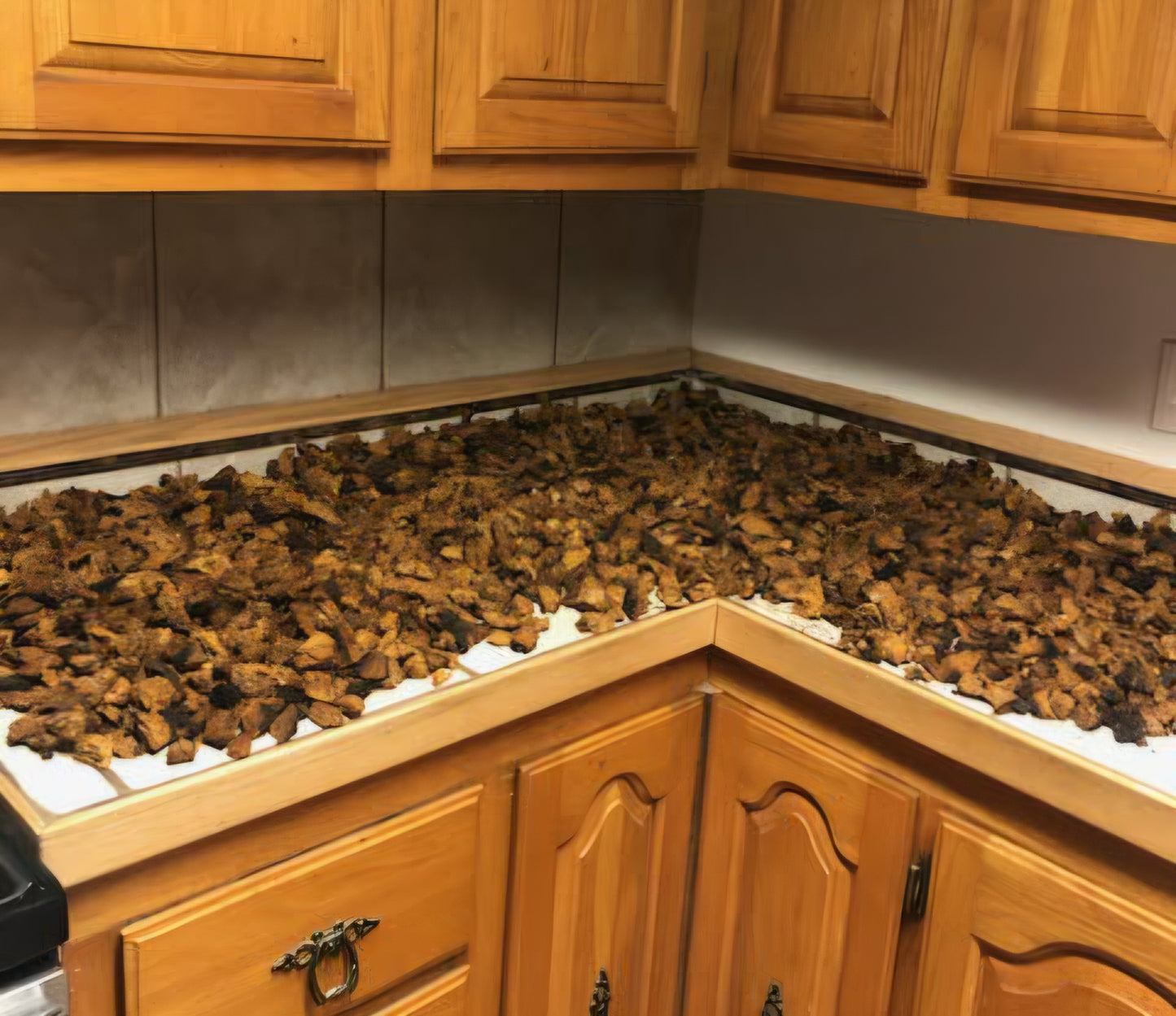 Chaga Sauvage Boréal morceaux 50 g